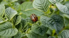 コロラドハムシ：殺虫剤を使わずに駆除する方法と、なぜタール入りの灰が害虫を敷地から追い出すのか